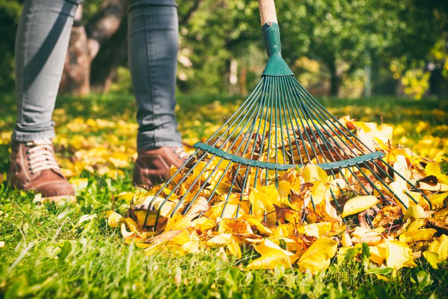 Yard Clean Up